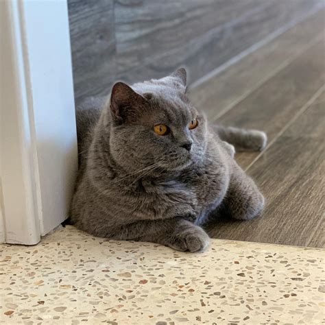 The British Shorthair is a compact, well-balanced, and powerful cat, with a short, very dense coat. . British shorthair breeders south carolina